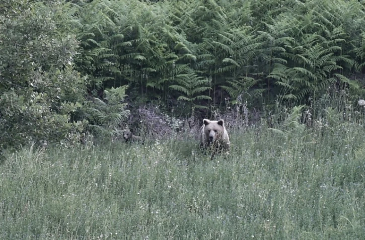 Une ourse brune sauvage (Ursus arctos) et son ourson dans une forêt près de Grevena, dans le nord-ouest de la Grèce, le 21 juin 2026