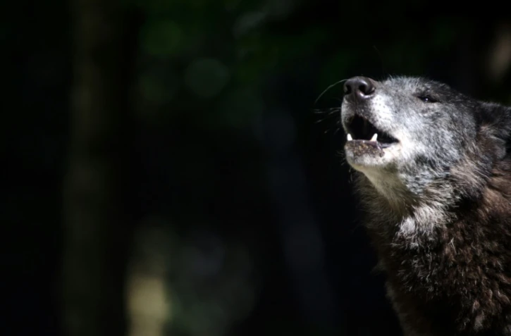 En Isère, les loups gris connaissent depuis dix ans une démographie favorable qui enchante les amis de la nature mais fait peur aux éleveurs