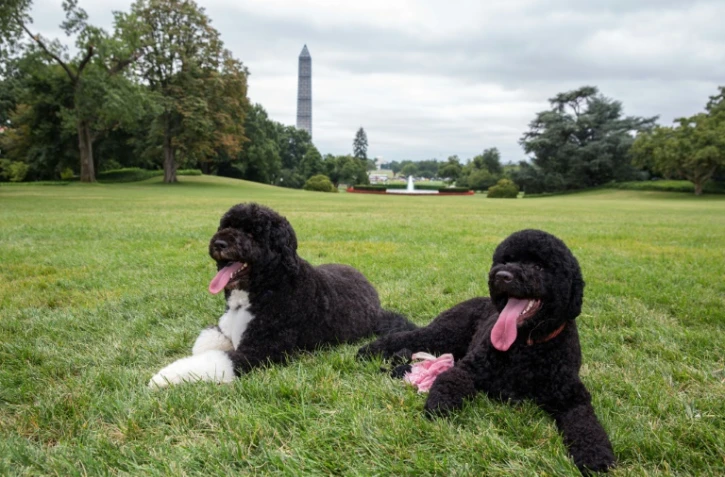 Les deux chiens des Obama, Bo (g) et Sunny (d), le 19 août 2013 à Washington