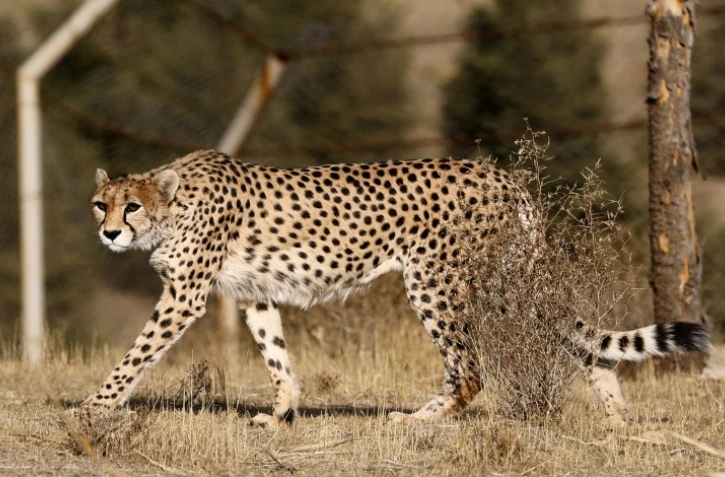 Delbar, une femelle guépard, dans un enclos du park Pardissan, le 10 octobre 2017 à Téhéran, en Iran