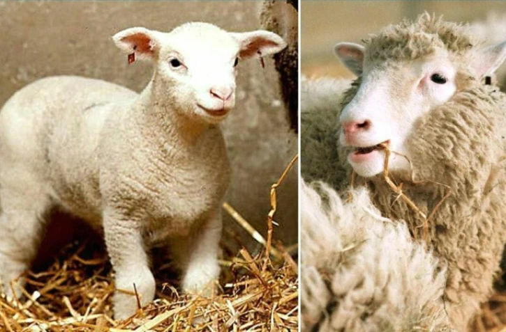 Montage de deux photos : à droite, la brebis DOLLY née d'un clonage en février 1997 et à gauche, la brebis POLLY, née également d'un clonage en juillet de la même année à l'Institut Roslin d'Edimbourg