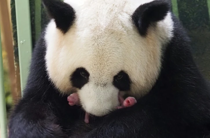 Le panda géant Huan Huan et ses deux jumeaux, le 1er août 2021 au zoo de Beauval, dans le centre de la France