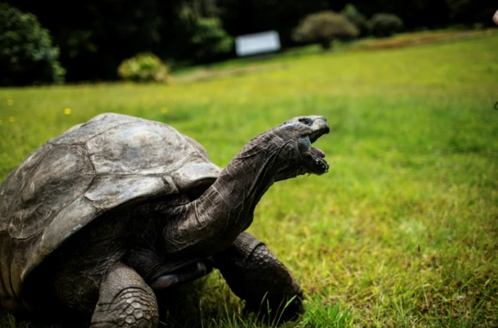 Jonathan la tortue, au moins 185 ans, le 20 octobre 2017 sur l'île de Sainte-Hélène, dans 