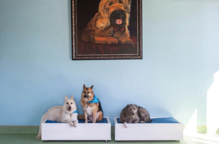 Des chiens sont assis sur des coussins dans l'une des pièces du AtFrits, un hôtel canin du Cap, en Afrique du Sud, le 14 décembre 2021