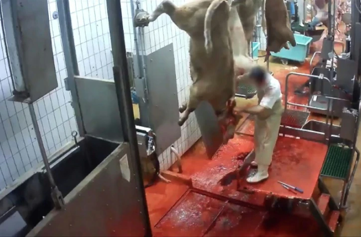 Capture d'écran d'une vidéo diffusée par l'association L214, montrant un employé de l'abattoir du Boischaut, à Lacs, dans l'Indre