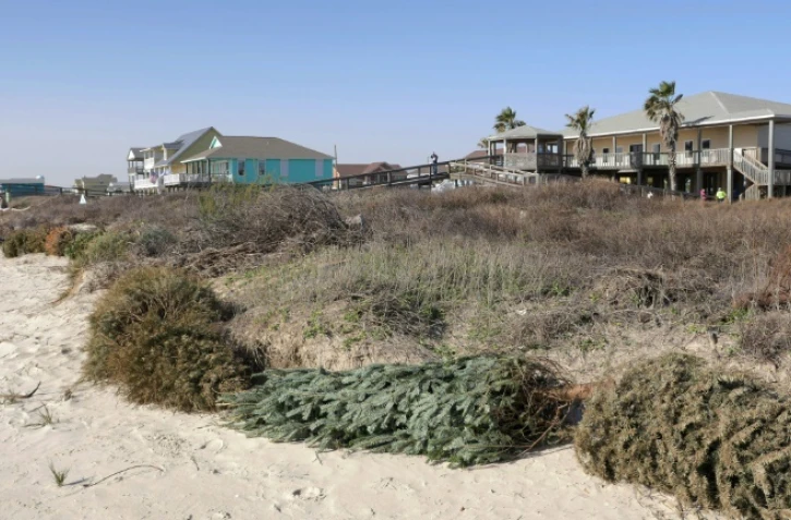 Des sapins de Noël recyclés à Surfside Beach, le 16 janvier 2021 au Texas