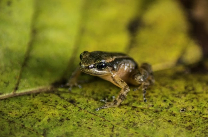 La grenouille de Mucuchies, dont l'habitat 
se trouve dans une partie reculée des andes vénézuéliennes. Photo prise à Mérida au Vénézuela le 11 avril 2022