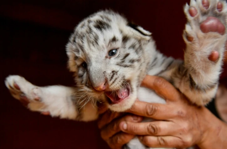 Kenzo, un tigre blanc mâle, né le 27 mars, est tenu par son gardien qui est en charge du refuge des animaux de cirque à la retraite au parc de la Sainte-Victoire à Trets, à une quarantaine de kilomètres de Marseille,photo du 13 mars 2019
