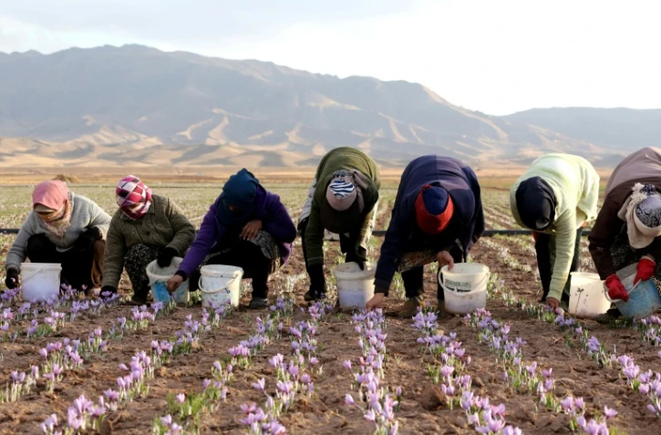 Des femmes récoltent des fleurs de crocus, qui donneront le safran, dans un champ de la province de Khorassan, le 11 novembre 2018 en Iran