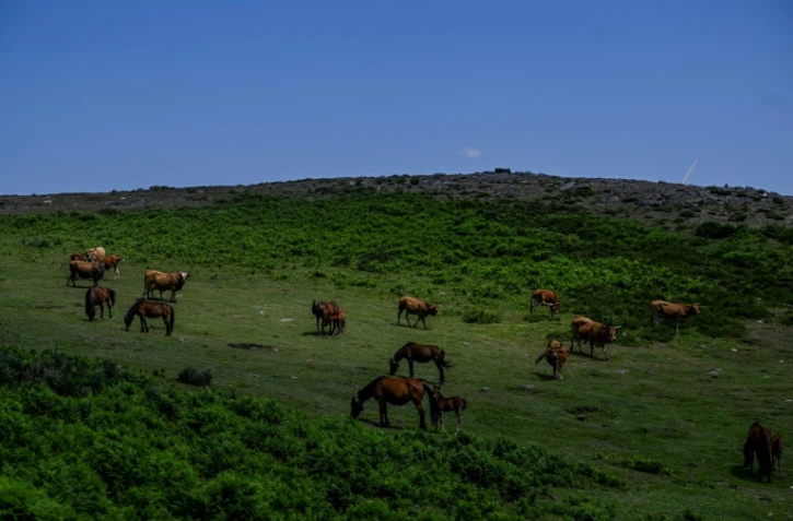 Des chevaux de race "garrano" paissent dans les montagnes près de Vieira do Minho, le 23 juin 2023 au Portugal