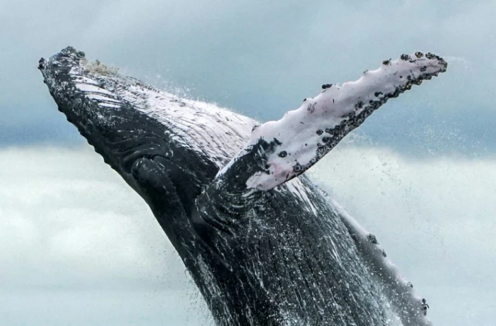 Une baleine à bosse fait un saut hors de l'eau dans le parc naturel national de Uramba Bahia Malaga en Colombie, le 12 août 2018