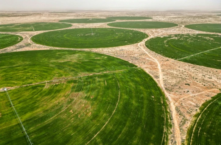 Cultures de blé dans le désert près de Kerbala, dans le centre de l'Irak, le 10 avril 2025