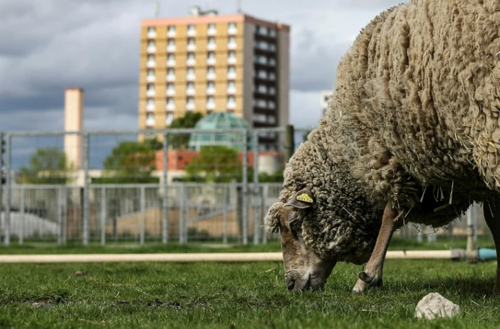 Un mouton broute à "La ferme ouverte" à Saint-Denis, le 24 avril 2019