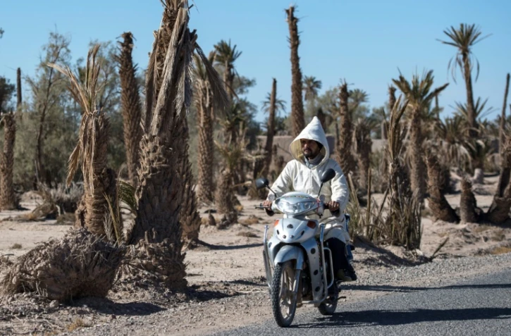 Des palmiers morts dans l'oasis de Skoura, une oasis rurale carrés à l'est de Marrakech atteinte par la sécheresse, le 27 janvier 2020