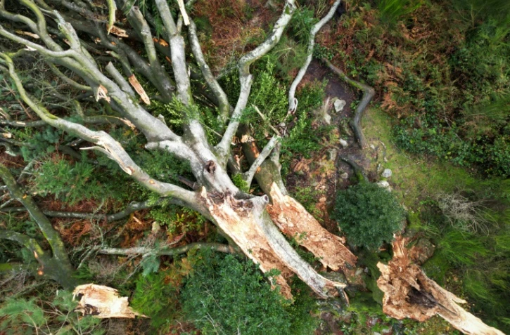 Vue aérienne du hêtre de Ponthus, arbre plusieurs fois centenaire de la forêt de Brocéliande (Ille-et-Vilaine), déraciné par les vents de la tempête Ciaran, le 3 novembre 2023 