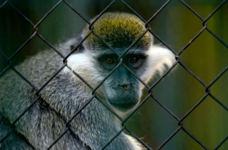 Un singe dans un enclos du zoo de Guizeh au Caire, le plus ancien d'Afrique, où les conditions de vie des animaux sont décriées, le 1er août 2017