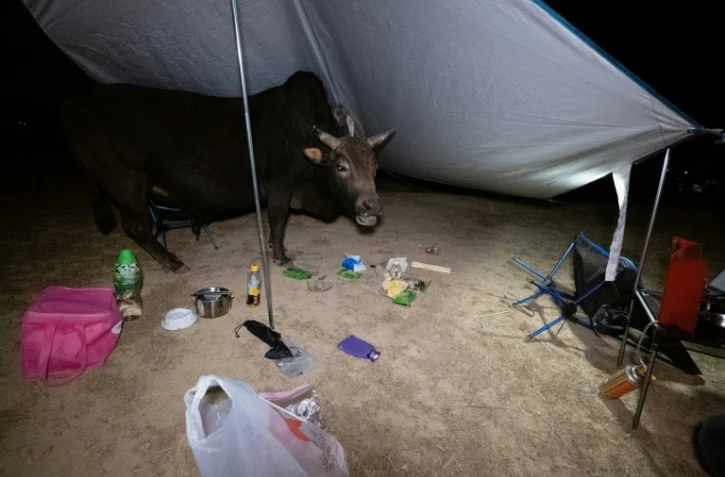 Un vache s'invite sous un campement, sur l'île Grass ou Tap Mun, à Hong Kong, le 30 janvier 2021