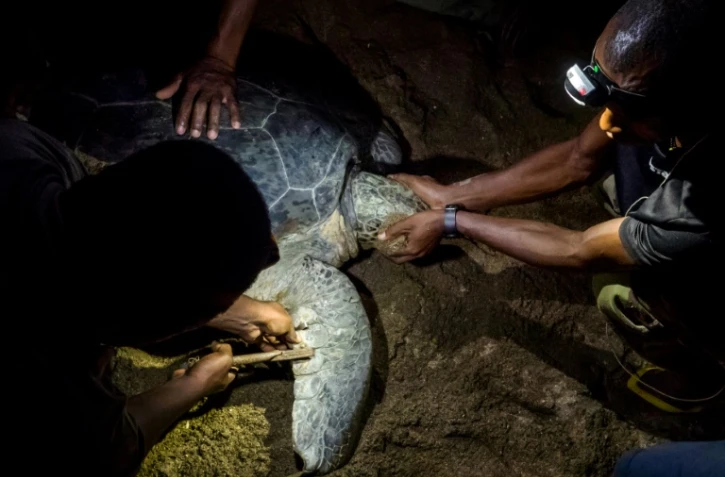 Des membres de l'association environnementale Oulanga Na Nyamba mesurent une tortue de mer en vue d'un recensement, sur une plage de Mayotte (France), le 8 juin 2018
