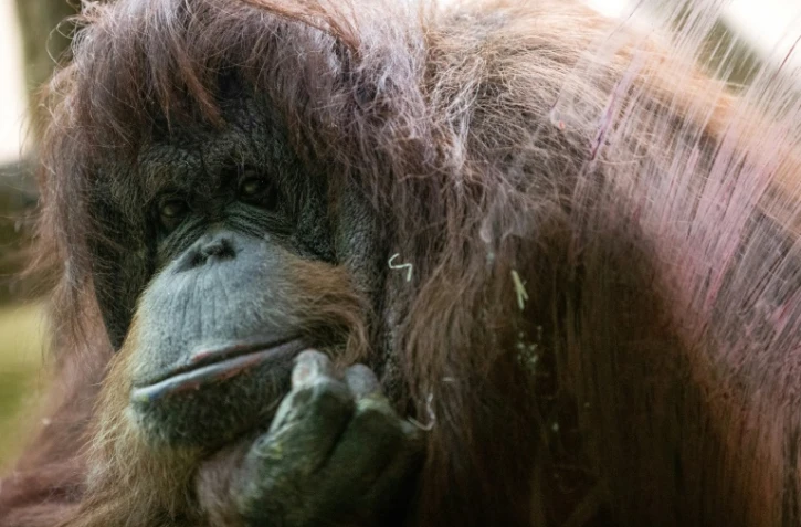 L'orang-outan Nénette au Jardin des Plantes, à Paris le 14 mars 2019
