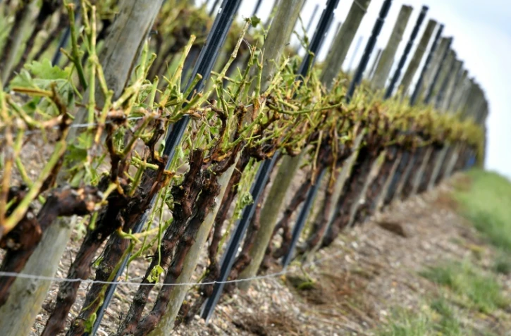 Le 26 mai 2018 à Cognac, les violents orages de grêle qui se sont abattus sur la façade ouest ont provoqué de gros dégâts notamment dans le vignoble charentais