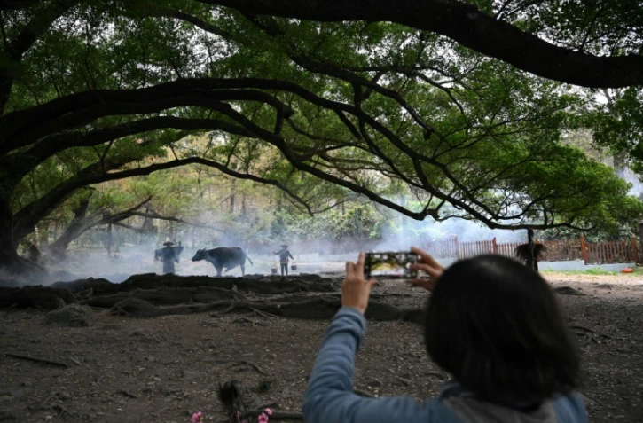 Une touriste prend en photo Chen Weizuo (g) et son buffle à Xiapu, dans la province du Fujian, le 11 décembre 2024 dans l'est de la Chine 