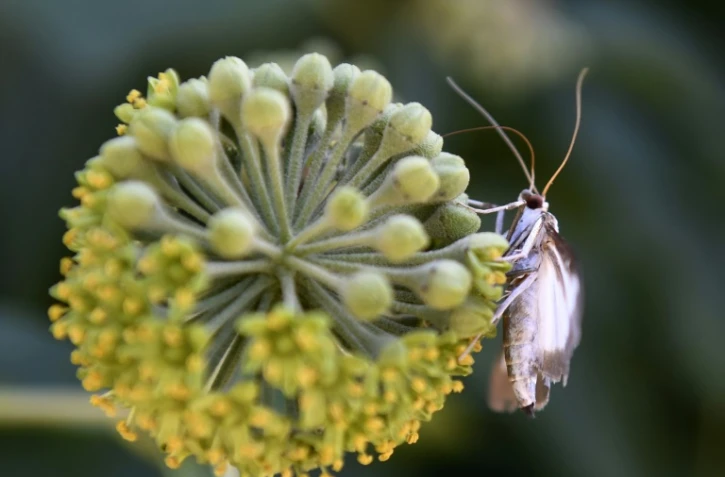 Pyrale du buis au château de Grignan le 7 septembre 2016
