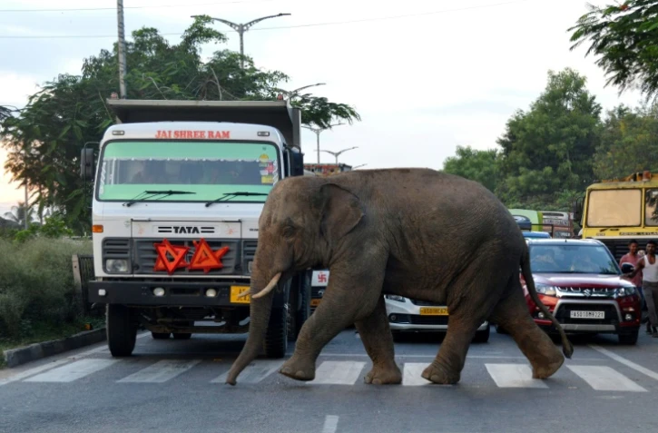 Un éléphant traverse une route à Baragoan, dans l'État indien du Guwahati, le 9 août 2018