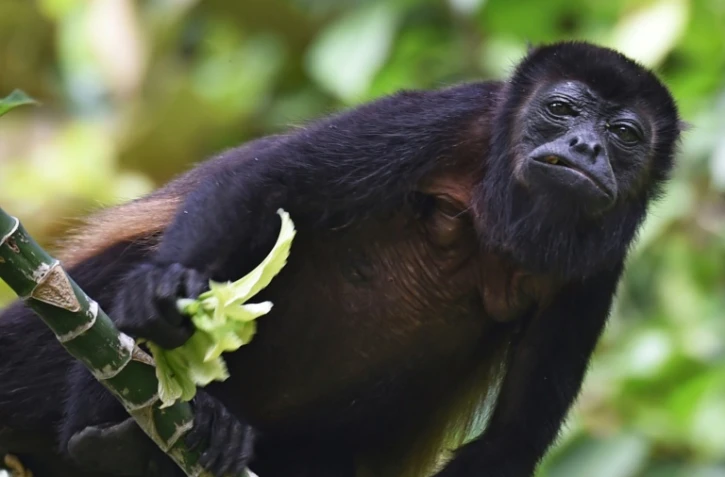 Un singe hurleur roux, sur l'île de Barro Colorado, installée sur le canal de Panama, et devenue un véritable laboratoire de biologie tropicale, le 23 novembre 2015