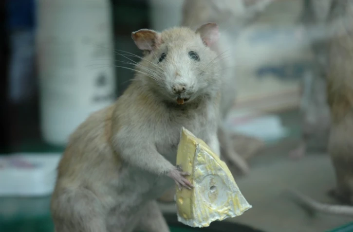 L'additif alimentaire E171, utilisé communément dans l'agro-alimentaire, induit et promeut la croissance de lésions pré-cancéreuses chez le rat, selon une étude menée depuis quatre ans par l'Inra