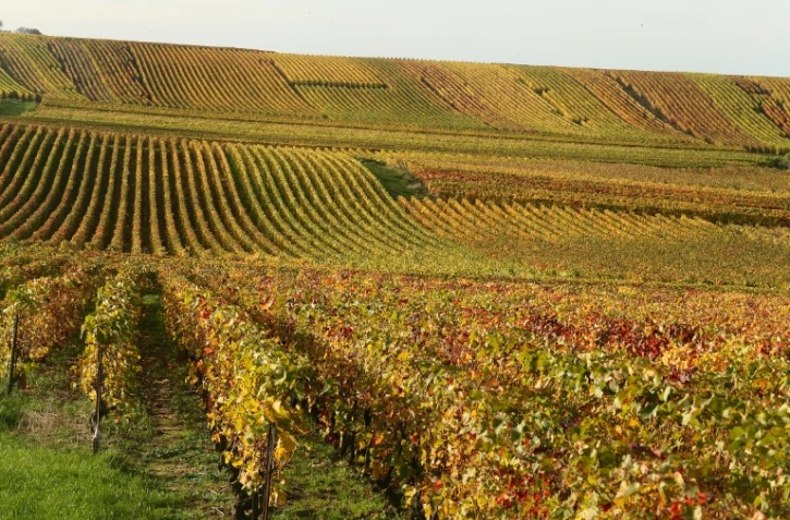 Des vignes le 31 octobre 2013 à Mailly-Champagne près de Reims