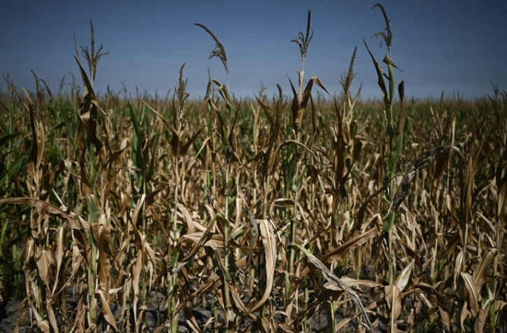 Des cultures de maïs menacées par la sècheresse près d'Hostens, en Gironde, dans le sud-ouest de la France, le 1er août 2022 