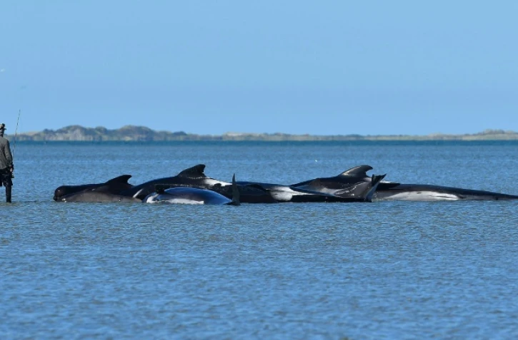 Des baleines-pilotes échouées à Farewell Spit, en Nouvelle-Zélande, le 11 février 2017 
