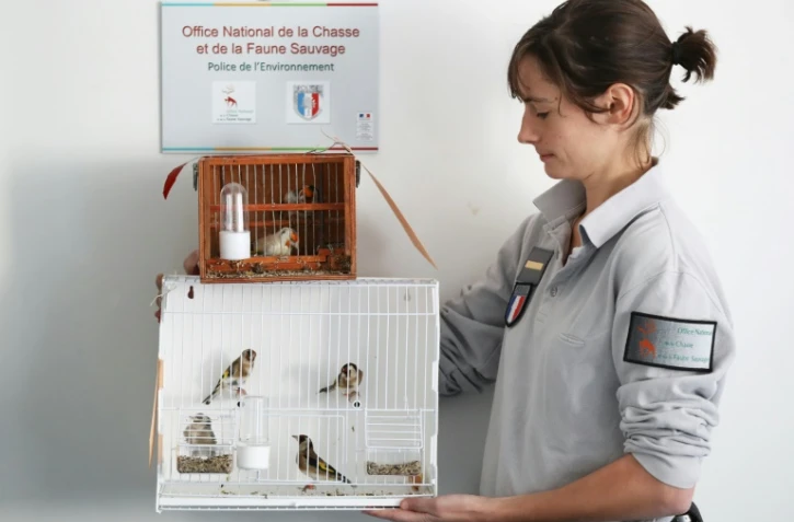 Une inspectrice de l'Office national de la chasse et de la faune sauvage (ONCFS), présente des Chardonneret élégants, à Carros près de Nice, le 26 novembre 2018