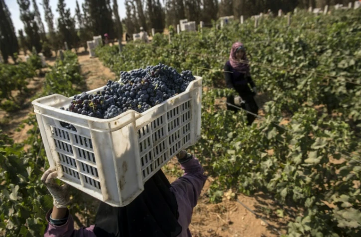 Récolte des grappes de Merlot le 20 juillet 2016 à Karm el-Nada en Egypte