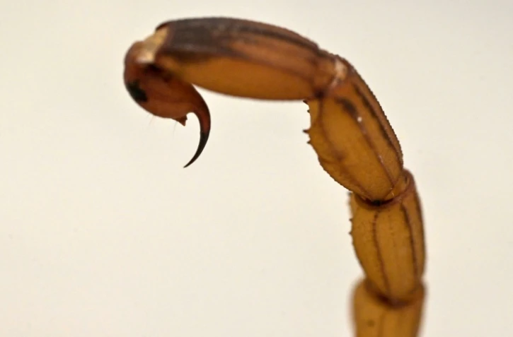 Détail de la queue d'un scorpion jaune (Tityus Serrulatus), le 2 octobre 2024 à l'Institut Butantan de Sao Paulo, au Brésil