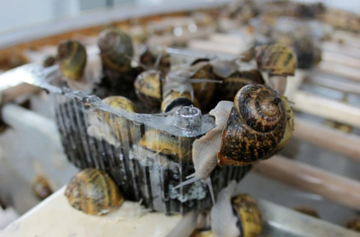 Des escargots pondent dans la ferme "La Lumaca Madonita" qui produit du caviar d'escargot à Campofelice di Roccella, près de Palerme, en Sicile, le 10 novembre 2015
