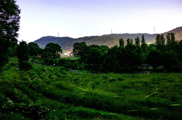 Des lucioles prises en photo avec une exposition lente dans le parc Tatsuno Hotarudoyo à Tatsuno, dans la préfecture de Nagano (centre de l'île principale du Japon), le 16 juin 2020