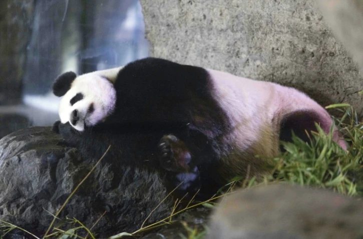 La femelle panda géant Hao Hao enceinte au zoo de Brugelette le 18 mai 2016
