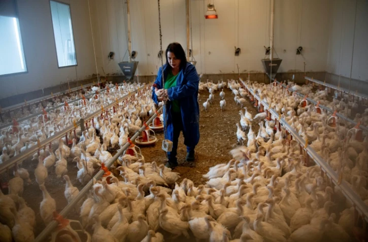 Katharina Bauer nourrit ses dindonneaux dans sa ferme à Weibern, le 16 décembre 2020