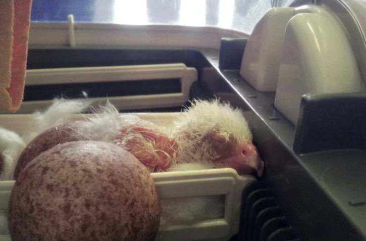 Un poussin de faucon pèlerin albinos, une espère rare vivant en Patagonie, dans un incubateur du Service de protection des animaux chiliens, le 27 janvier 2016 à Santiago