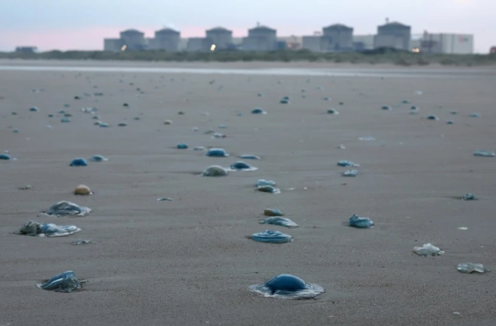 Les méduses sur la plage proche de la centrale nucléaire de Gravelines, le 12 août 2025