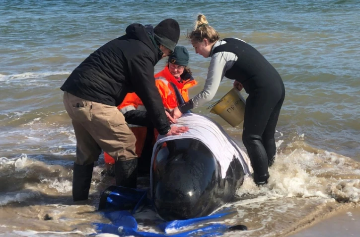 Photo fournie le 22 septembre 2020 par la police de Tasmanie de personnes tentant d'aider des "dauphins-pilotes" échoués dans la baie de Macquarie Harbour, dans le sud-ouest de l'Australie