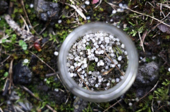 Des granulés de plastique collectés près d'une zone industrielle, le 22 février 2024 à Ecaussinnes, en Belgique