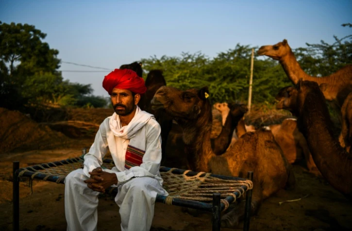 Rakesh Raika, 34 ans, gardien de dromadaires à Rani, dans l'ouest de l'Inde, le 8 décembre 2018
