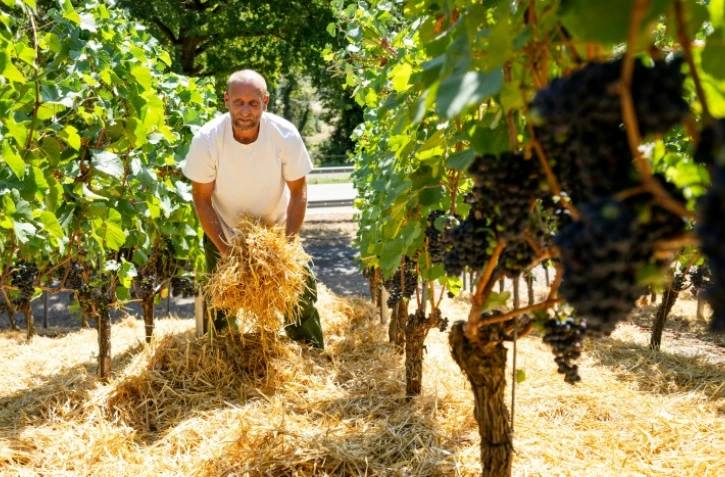 Le vigneron Florian Weingart éparpille de la paille sur le sol pour garder l’humidité dans la terre dans son vignoble de Spay, dans l'ouest de l'Allemagne, le 14 août 2026