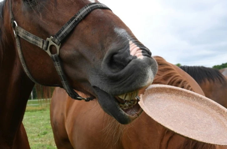 Un cheval croque une assiette comestible dans un champ près de Varsovie, le 29 mai 2019