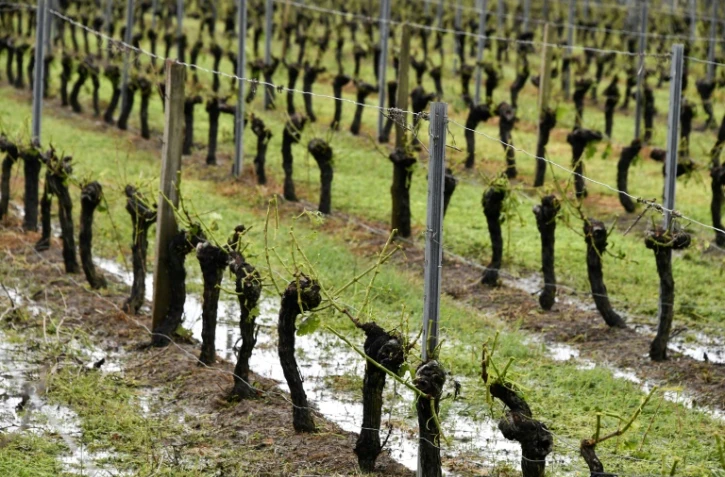 Des pieds de vigne ayant perdu toutes leurs feuilles suite à de violents orages dans l'Ouest, le 26 mai 2018 à Macau, dans le bordelais