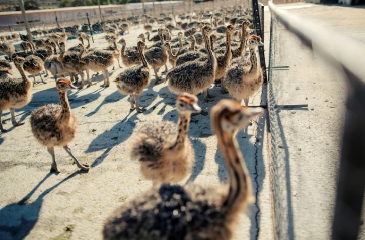 Des jeunes autruches dans un enclos de l'une des fermes de l’éleveur Saag Jonker, le 13 février 2024 à Oudtshoorn, en Afrique du Sud