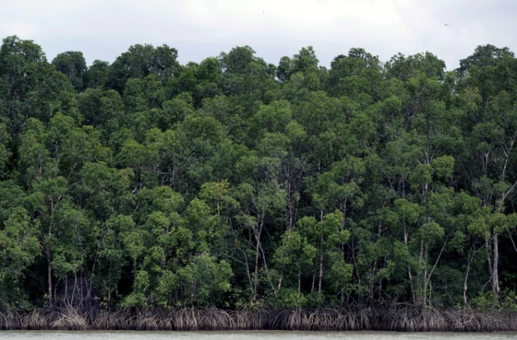 La forêt amazonienne près de Belém, dans l’État du Pará, au Brésil, le 13 novembre 2025