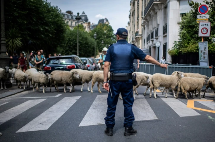 Rare transhumance de moutons Ă Paris le 17 juillet 2019